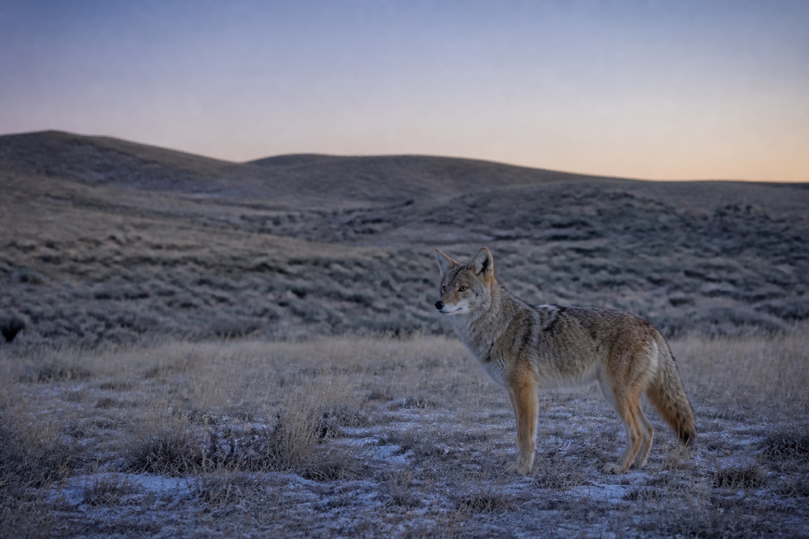 Coyote standing alert in frosted sagebrush country