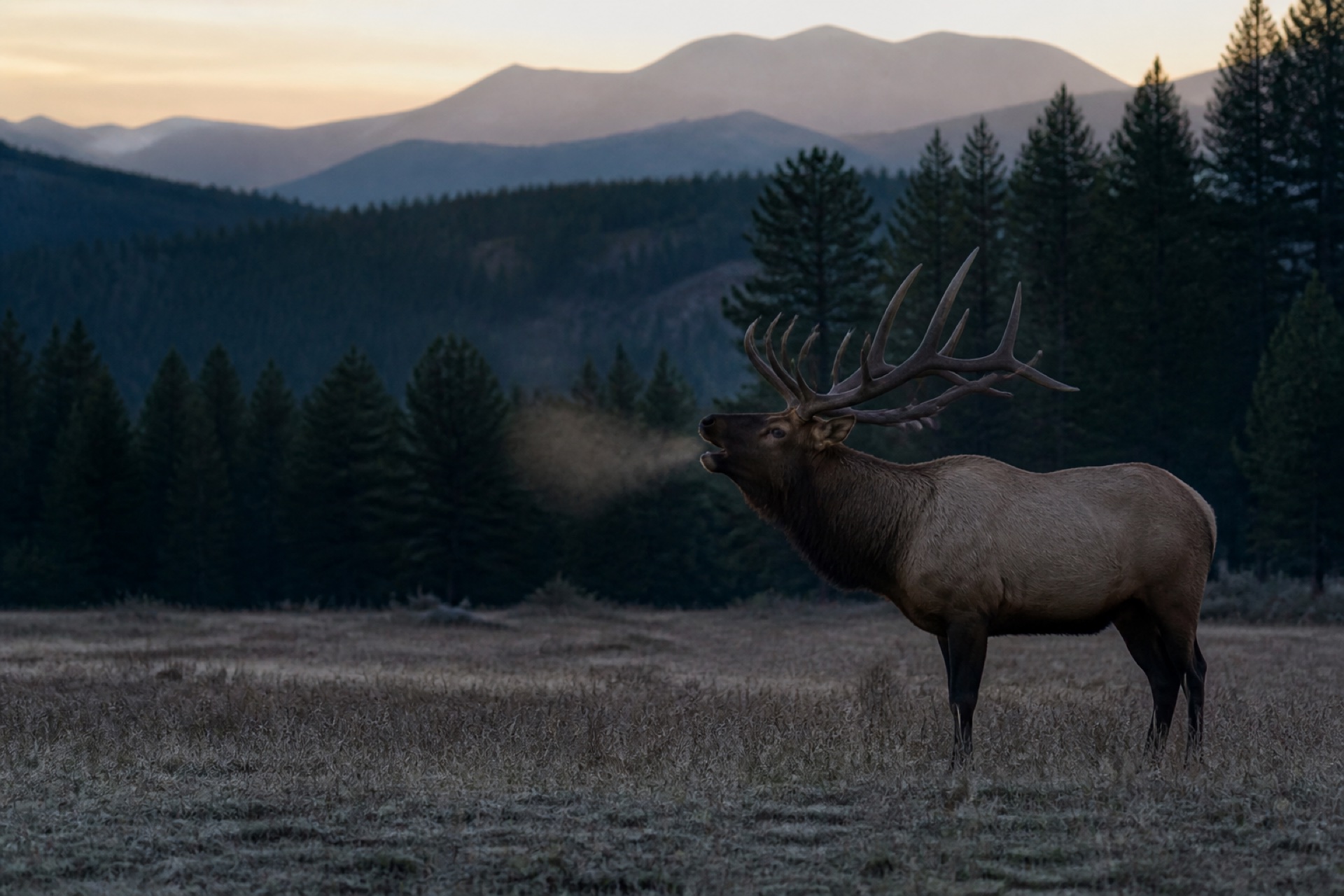 Bull elk bugling at dawn in mountain habitat