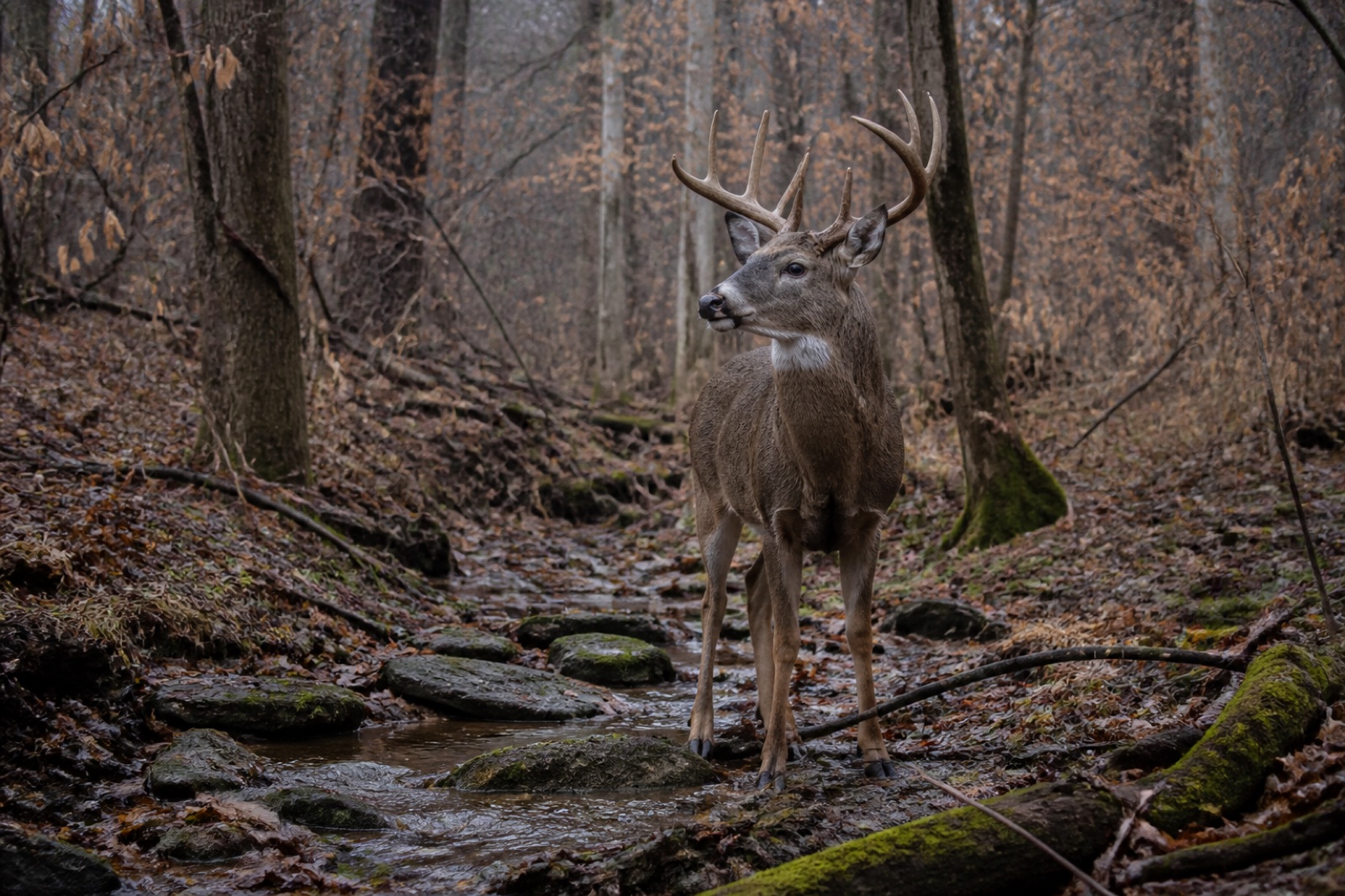 Whitetail buck listening in an autumn hardwood creek bottom