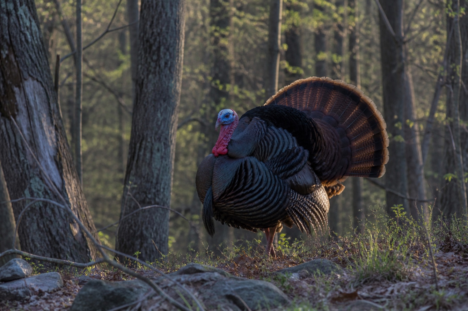 Wild turkey gobbler on a spring hardwood ridge