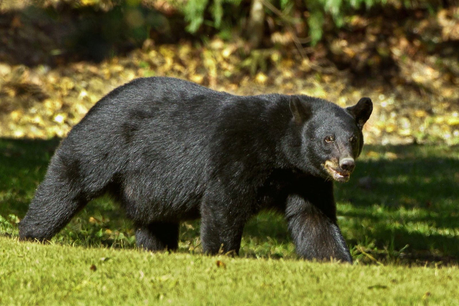 American black bear in wooded habitat
