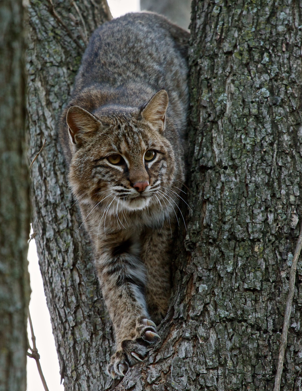 Wild bobcat paused in natural cover