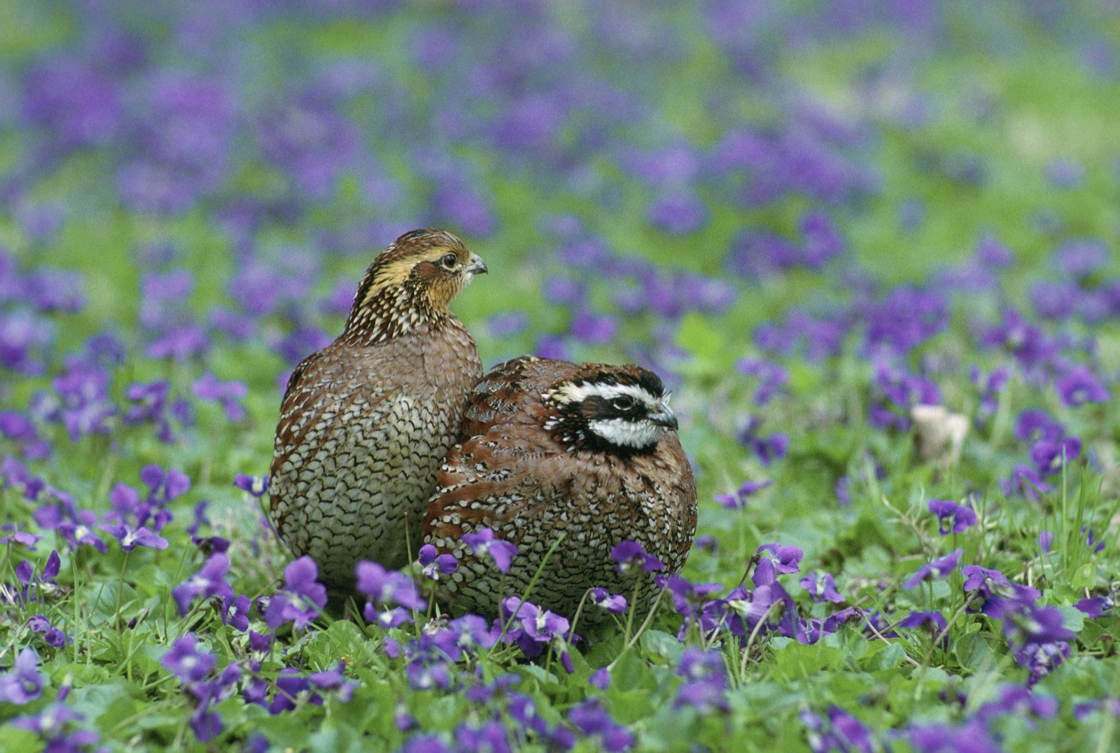 Northern bobwhite quail in grassy upland cover