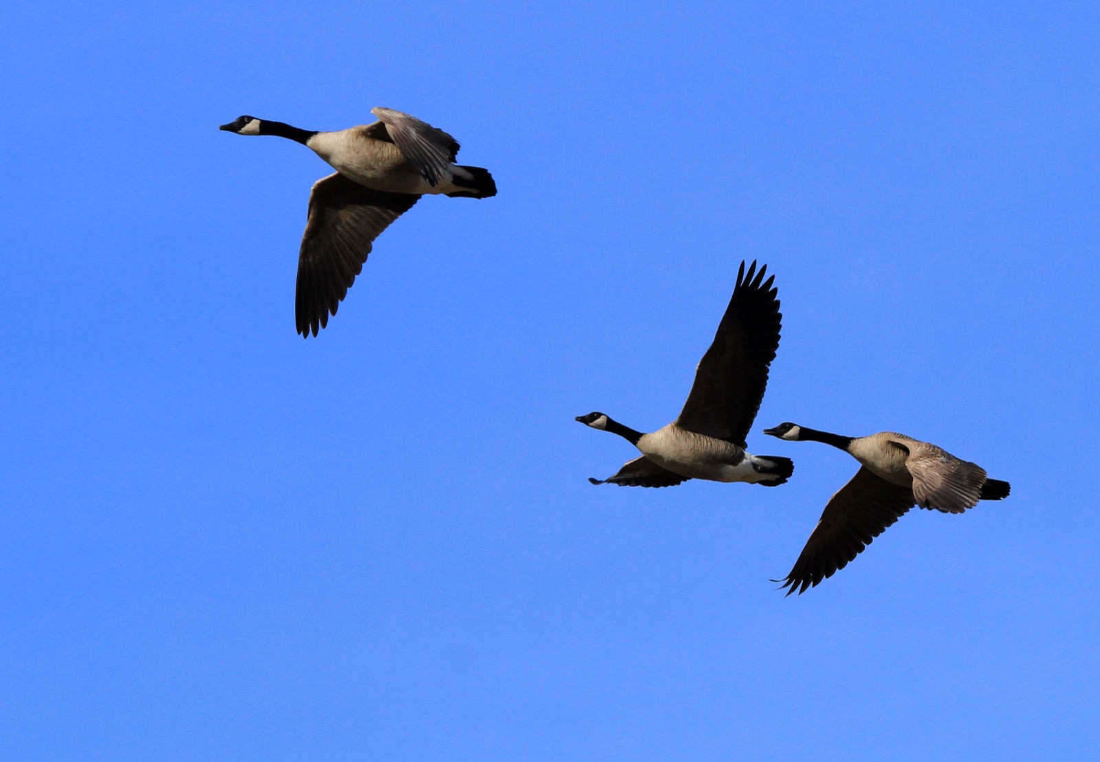 Canada geese in natural wetland habitat