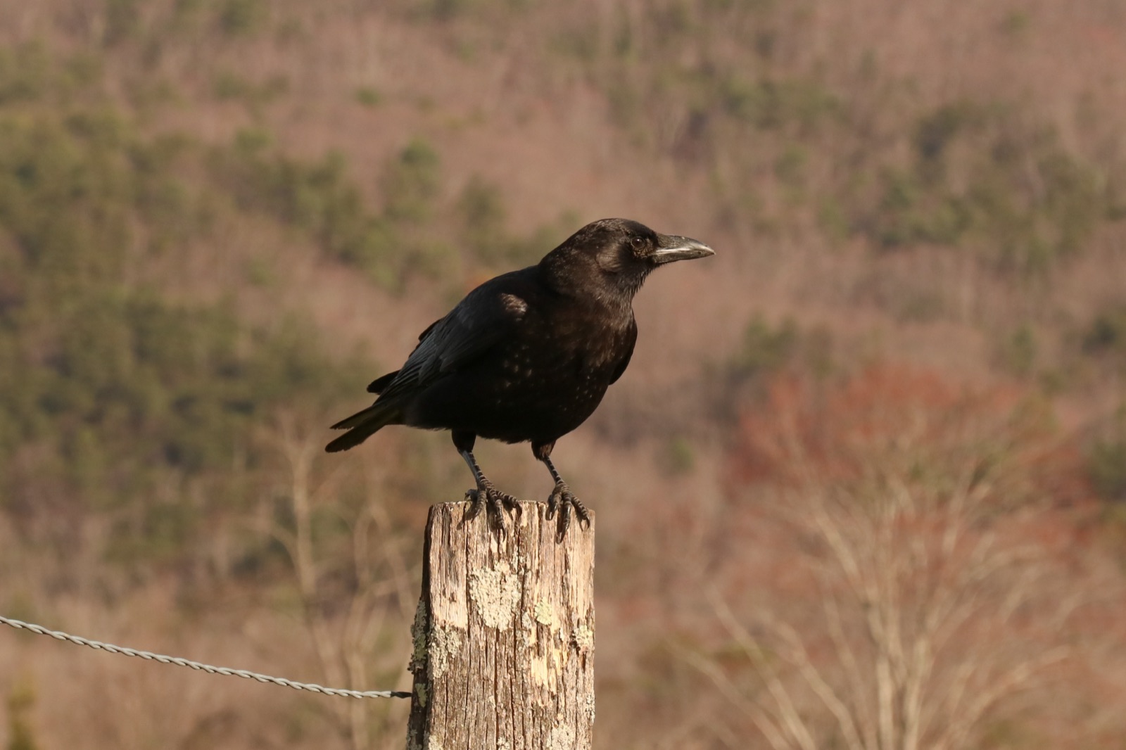 American crow perched in natural habitat