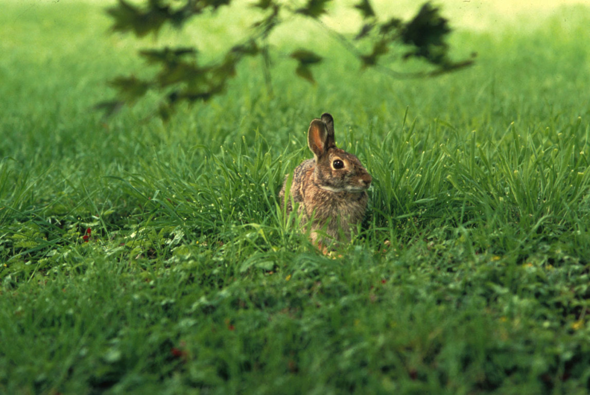Eastern cottontail rabbit in natural brushy cover