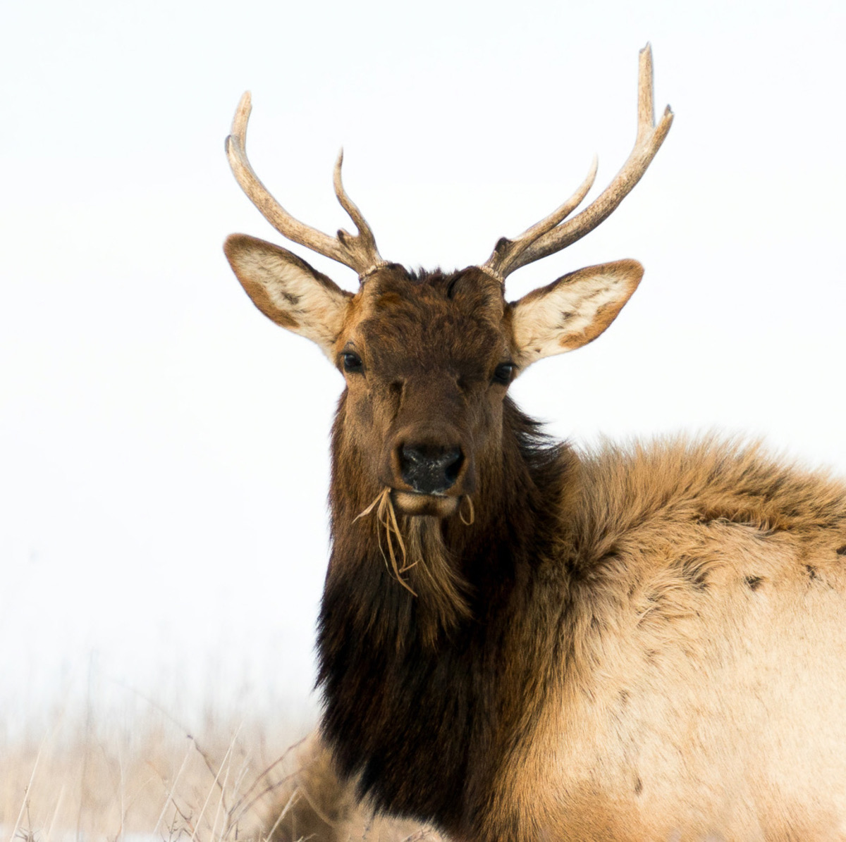 Wild elk standing in mountain habitat
