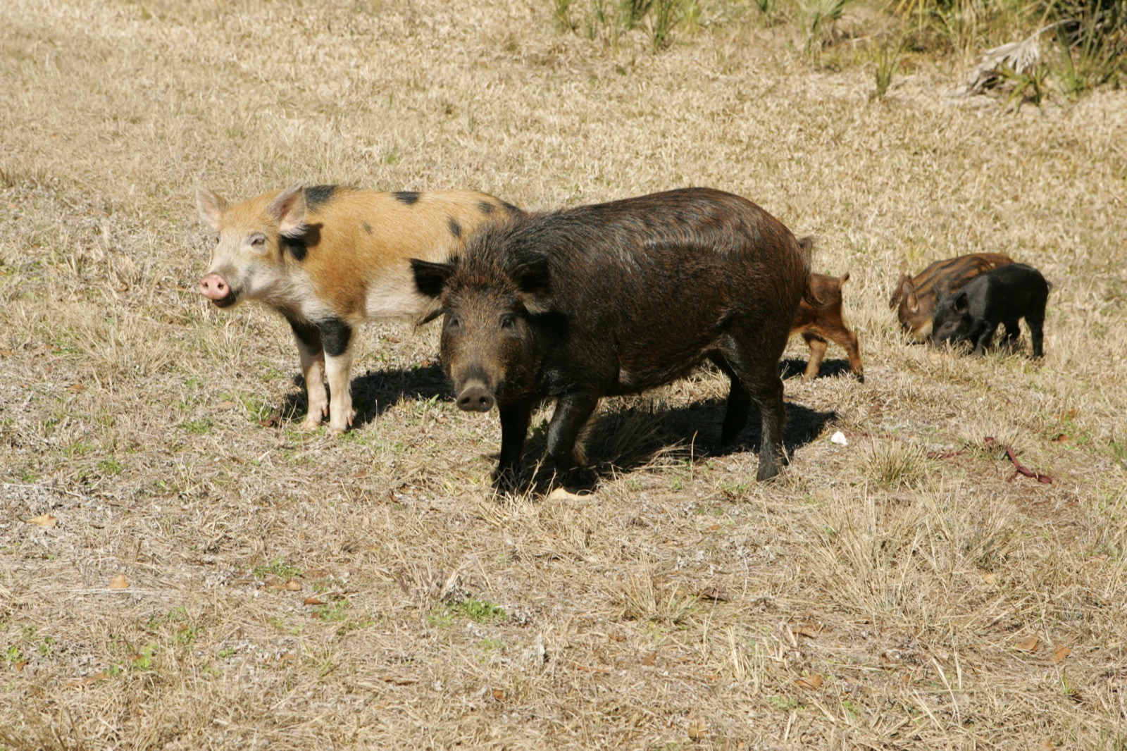 Feral hogs in natural woodland cover
