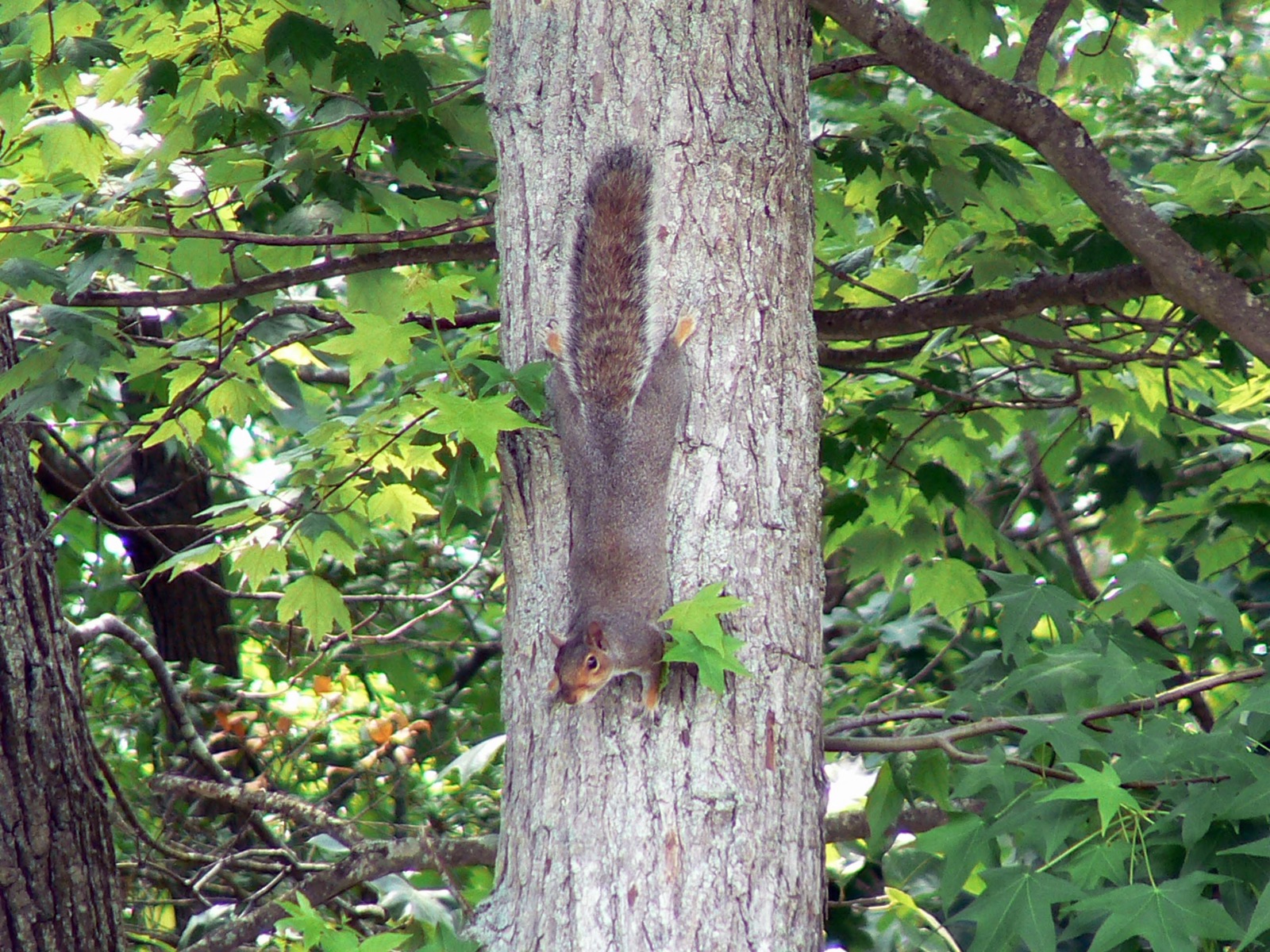 Eastern gray squirrel in mature hardwood cover