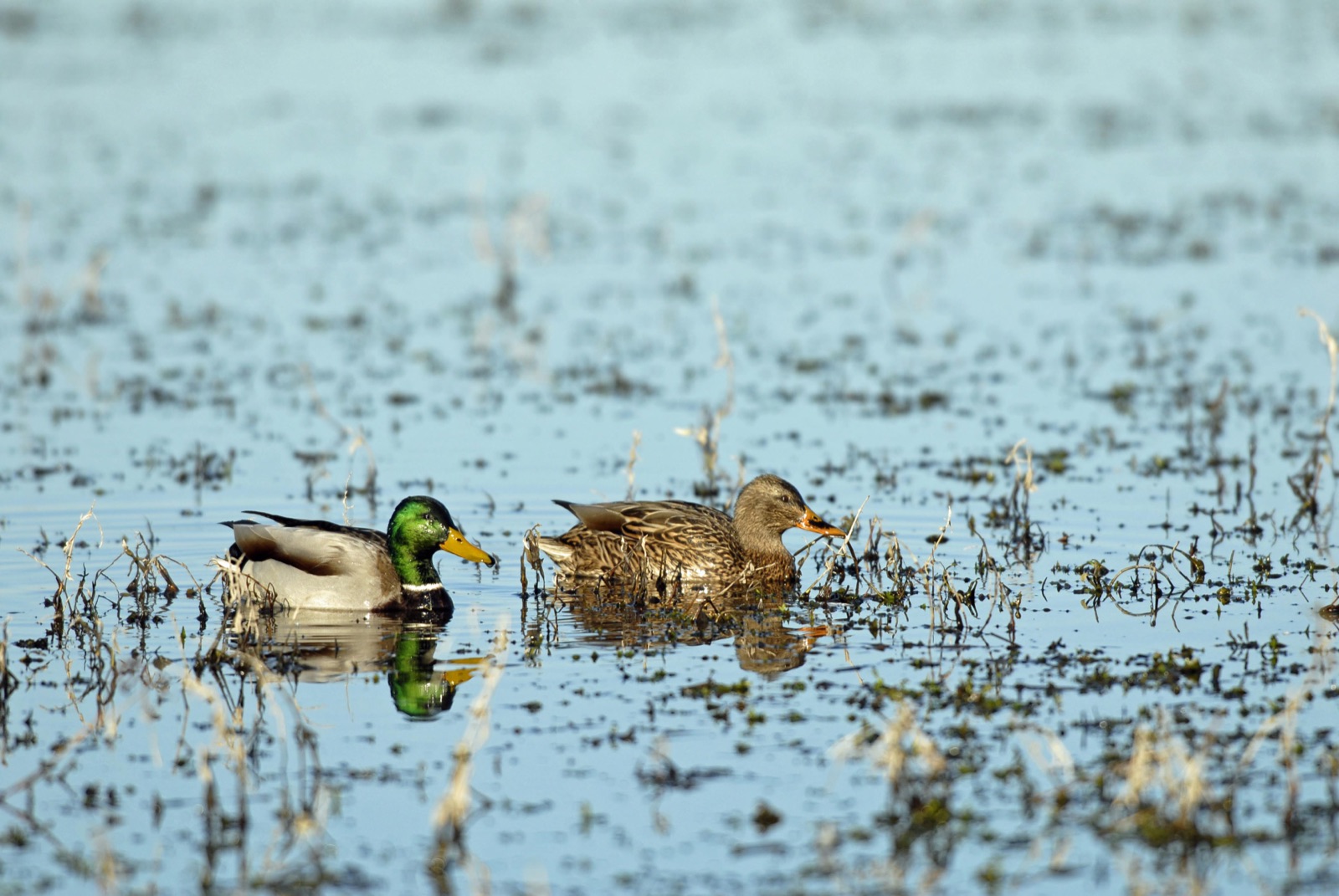 Male and female mallards on open water