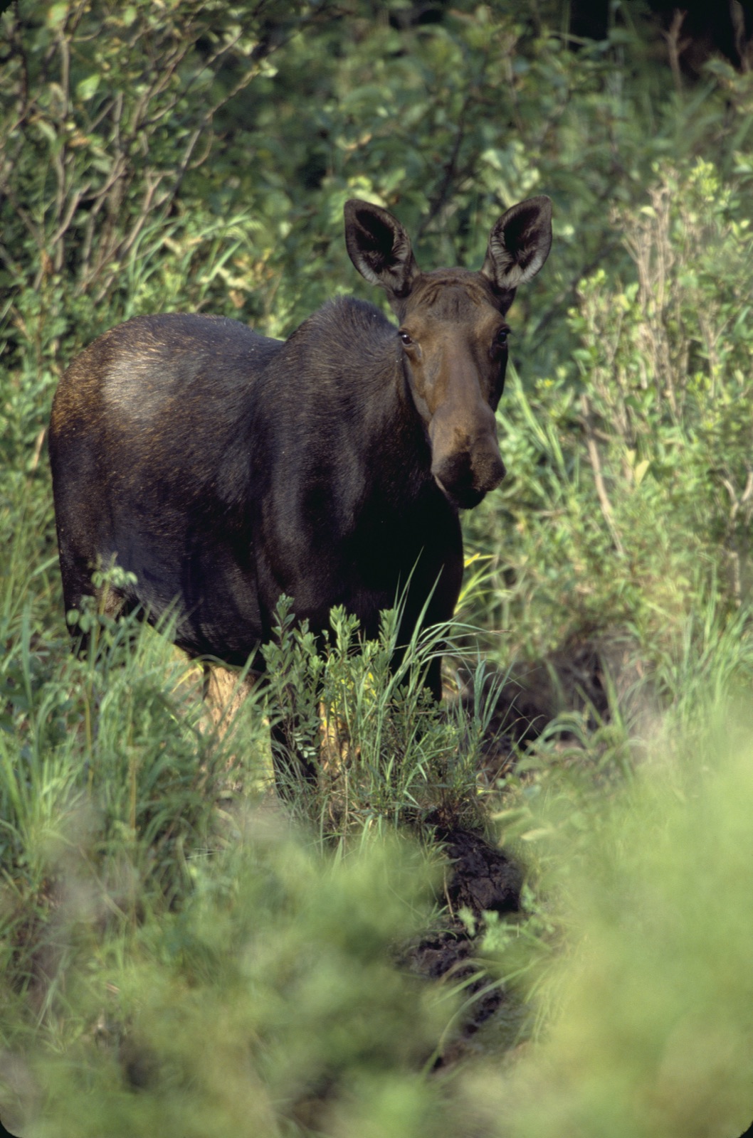 Wild moose in northern forest habitat