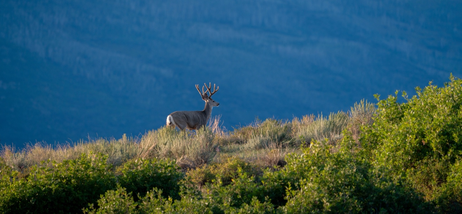 Mule deer standing on a natural hillside
