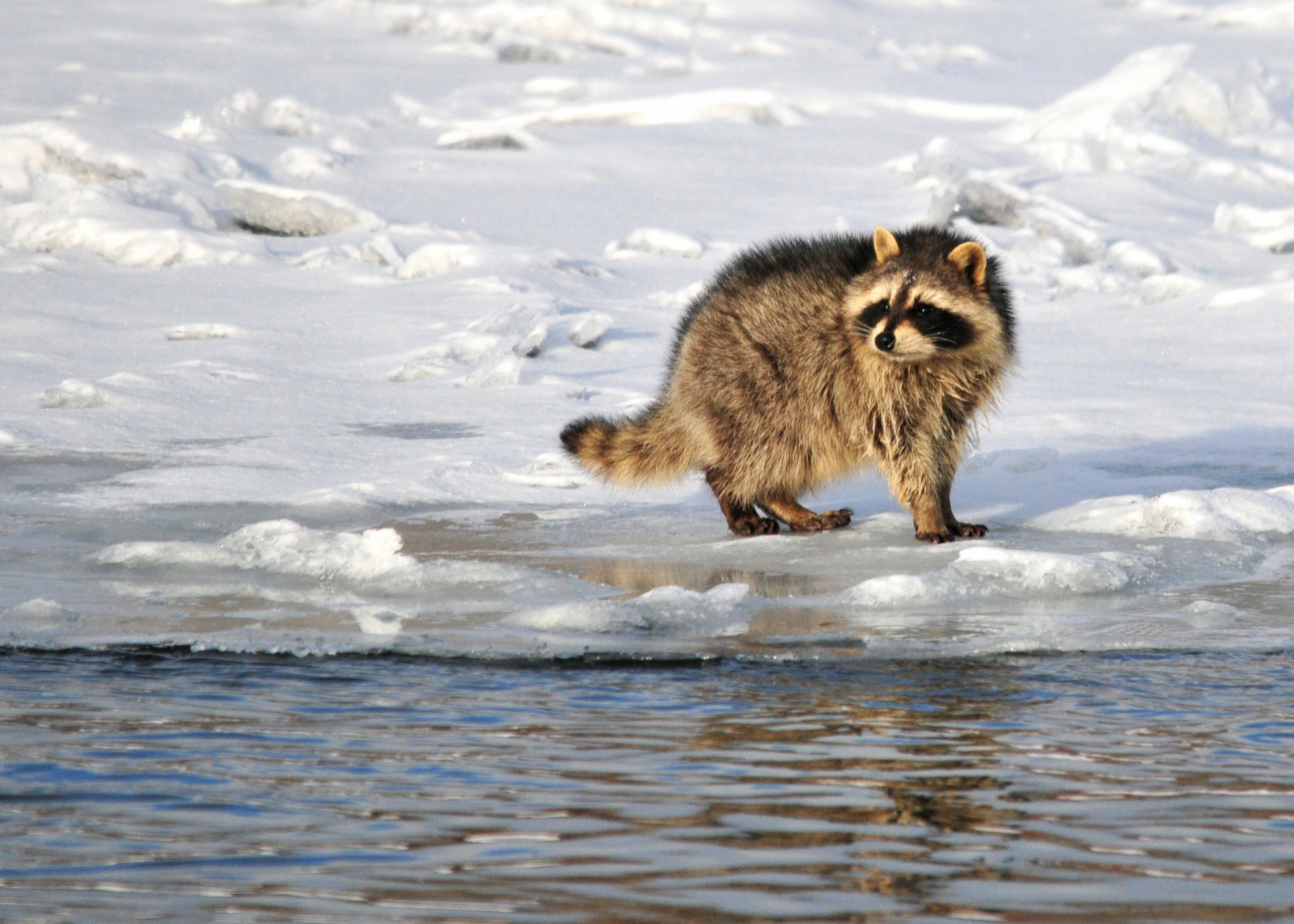 Wild raccoon in natural woodland cover