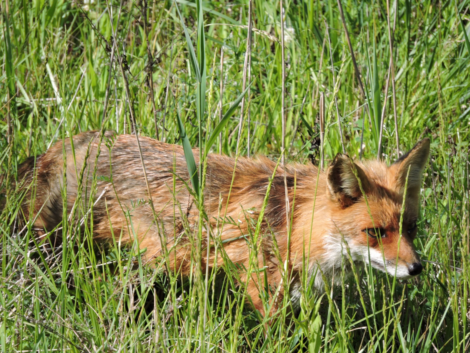 Red fox standing in natural winter cover