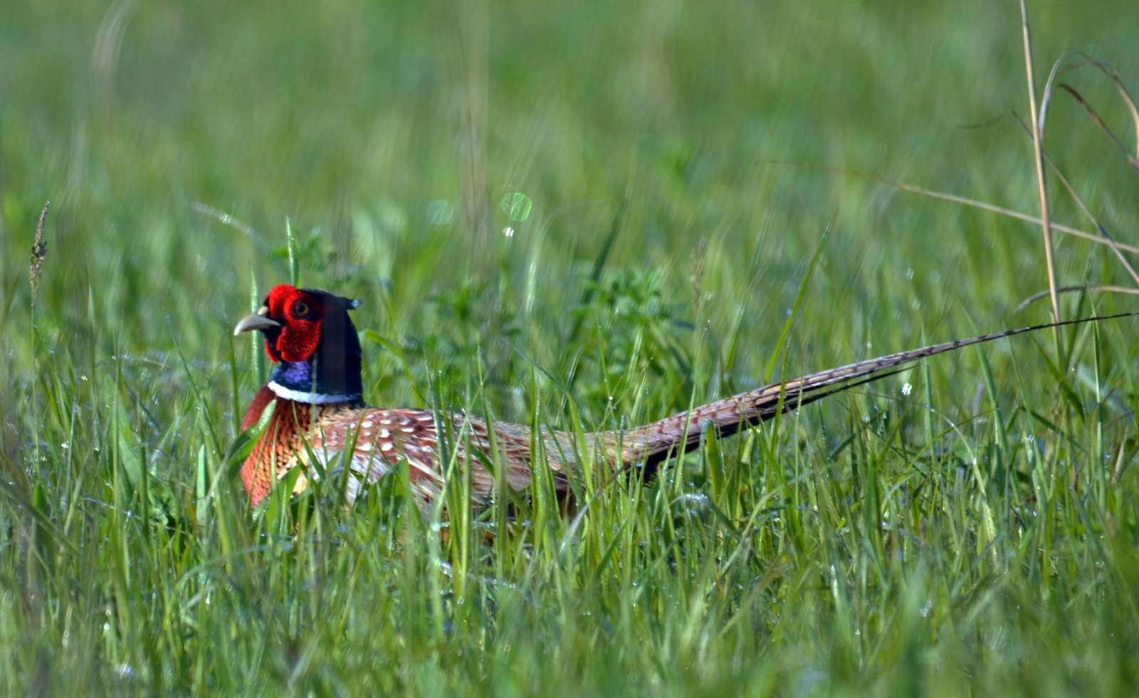 Ring-necked pheasant in grassy agricultural cover