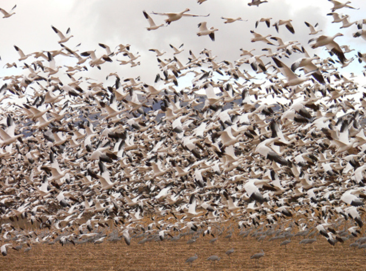 Snow geese gathered in open habitat